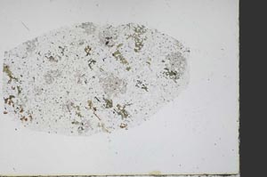 Plane Polarized, S47713