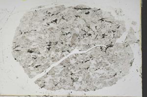 Plane Polarized, S47781