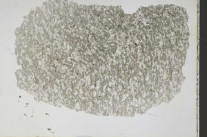 Plane Polarized, S47783