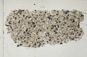 Plane Polarized, S47826