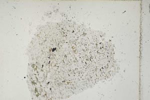 Plane Polarized, S47836