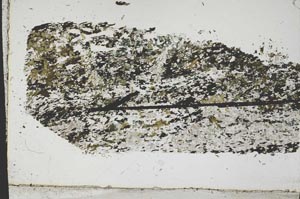 Plane Polarized, S47866