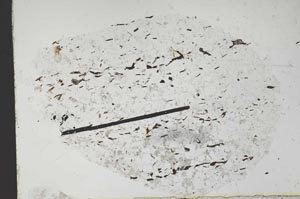 Plane Polarized, S47873