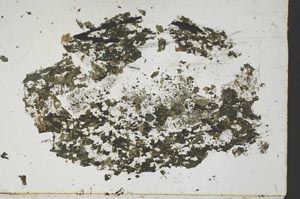 Plane Polarized, S47882/A