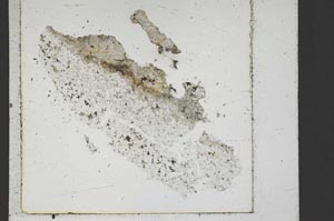 Plane Polarized, S47885