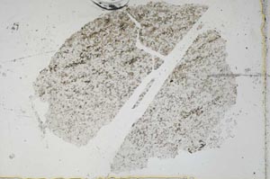 Plane Polarized, S47893