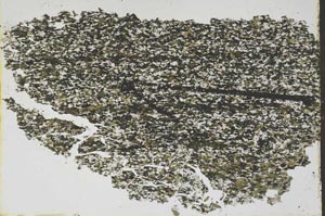 Plane Polarized, S47896