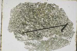 Plane Polarized, S47898