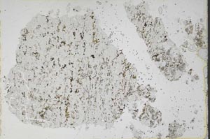 Plane Polarized, S47902