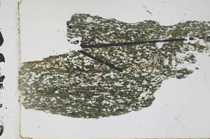 Plane Polarized, S47903