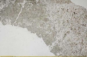 Plane Polarized, S47923