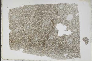 Plane Polarized, S47974