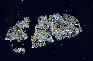 Cross Polarized, S48053