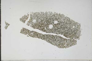 Plane Polarized, S48054