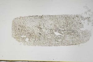 Plane Polarized, S48078