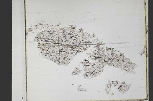 Plane Polarized, S48079/A