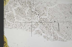 Plane Polarized, S48081