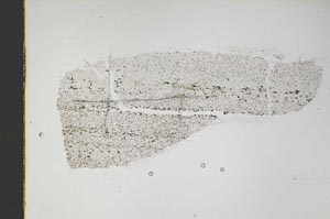 Plane Polarized, S48087