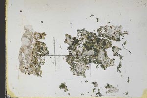 Plane Polarized, S48094