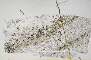 Plane Polarized, S48111