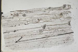 Plane Polarized, S48125