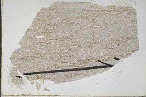 Plane Polarized, S48129