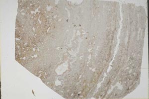 Plane Polarized, S48151