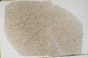 Plane Polarized, S48205