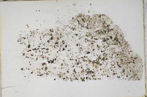 Plane Polarized, S48225