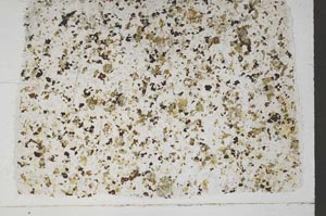 Plane Polarized, S48225/A