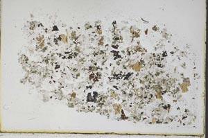 Plane Polarized, S48226