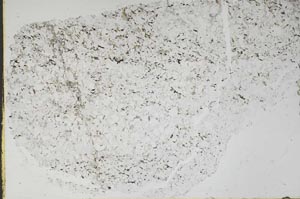 Plane Polarized, S48316