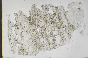 Plane Polarized, S48321