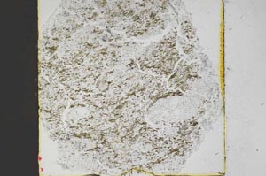 Plane Polarized, S48322