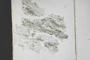 Plane Polarized, S48323