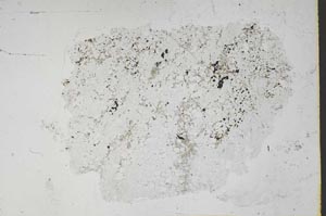 Plane Polarized, S48326