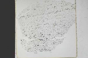 Plane Polarized, S48335