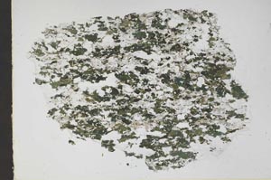 Plane Polarized, S48336