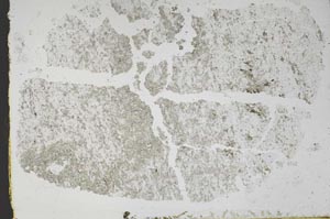 Plane Polarized, S48337