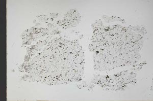 Plane Polarized, S48338