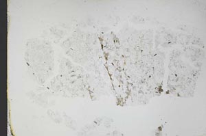 Plane Polarized, S48345