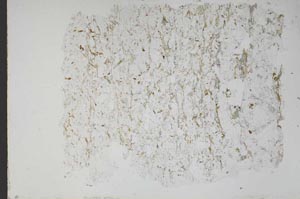 Plane Polarized, S48417