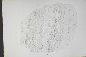 Plane Polarized, S48421