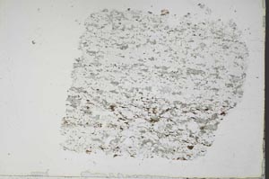 Plane Polarized, S48422