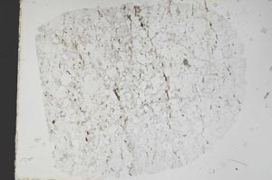 Plane Polarized, S48439