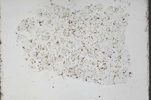 Plane Polarized, S48466