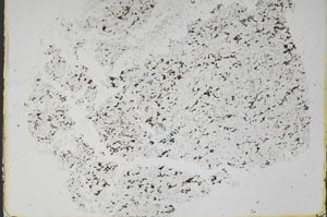 Plane Polarized, S48472