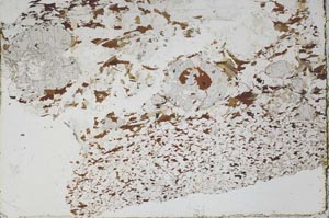 Plane Polarized, S48623