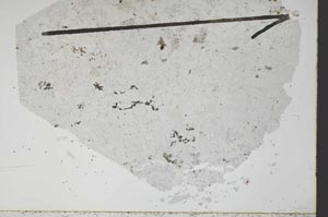 Plane Polarized, S48628
