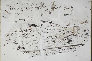 Plane Polarized, S48635